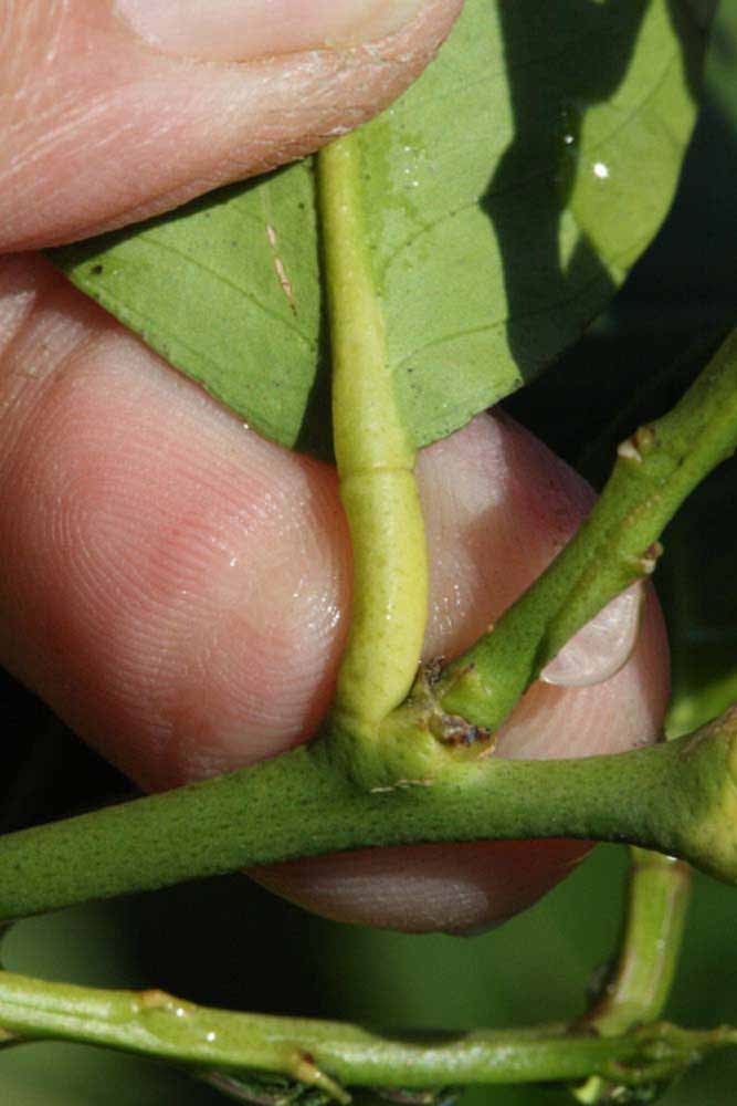            Petiole (Femminello Siracusano 2KR, Riverside, CA)   